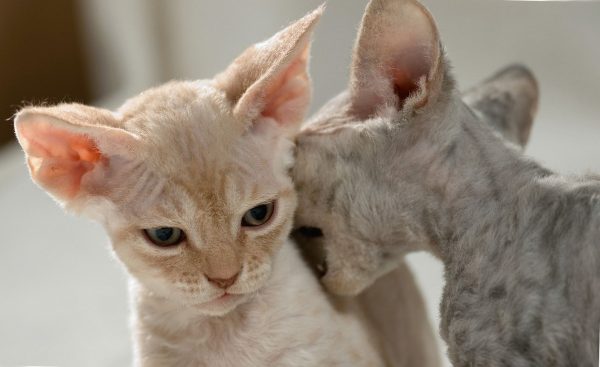 Котёнок девон-рекса кусает другого котёнка