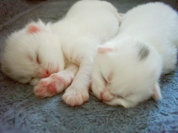 Новорожденные ангорские котята