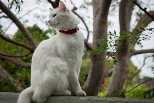 Ангорский кот на прогулке