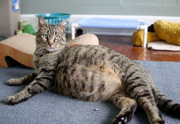 Беременная кошка на полу