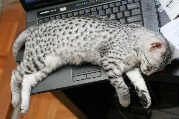 Мау спит на ноутбуке