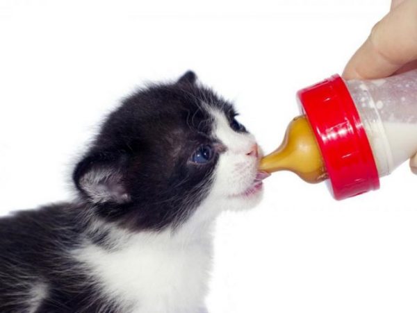 Котёнок кормится молоком из бутылочки