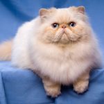 Персиковый персидский кот