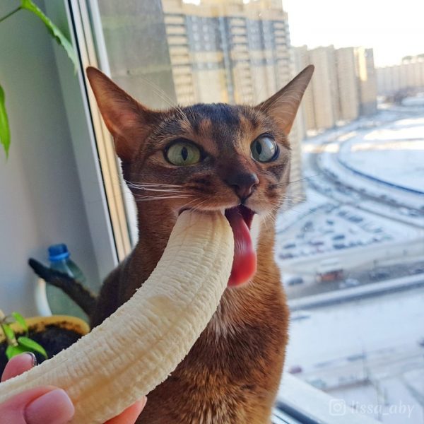 абиссинская кошка ест банан