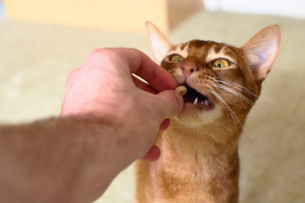 абиссинская кошка ест таблетку