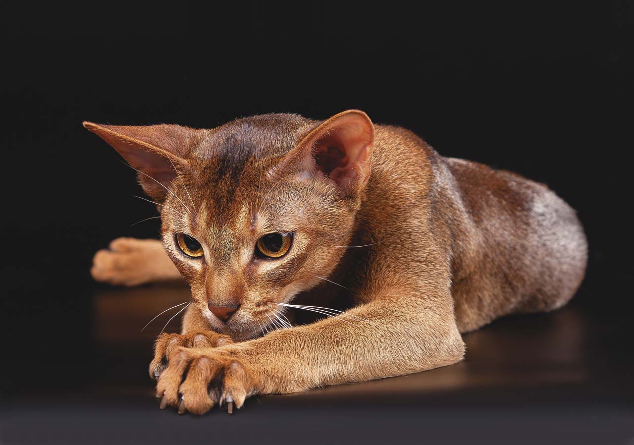 Рассмотрите фотографию кошки породы абиссинская. Абиссинская кошка. Абиссинец Абиссинская кошка. Эфиопская кошка абиссинец. Абиссинская кошка пятнистая.