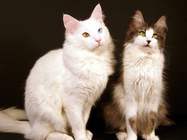 Ангорские кошки