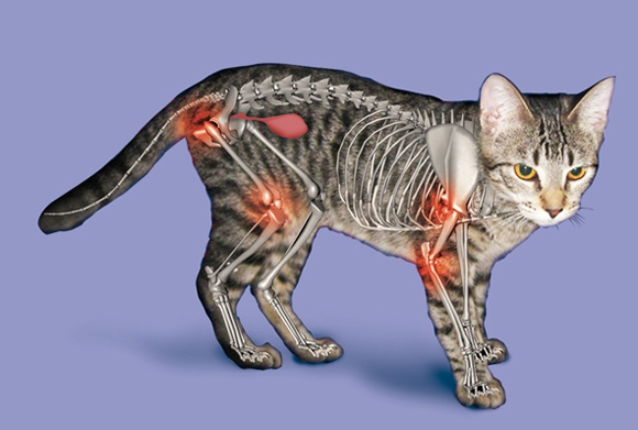 схема проявления артрита в теле кошки