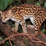 азиатская леопардовая кошка
