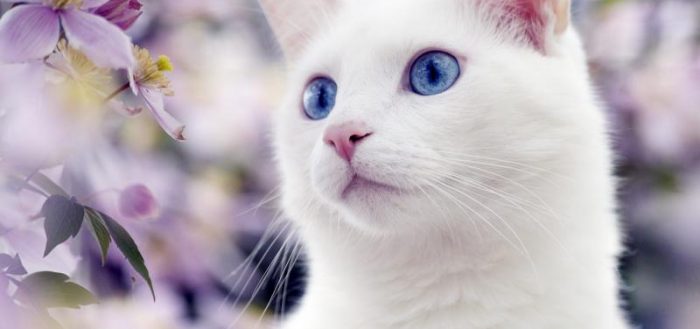 Белая кошка на фоне сиреневых цветов