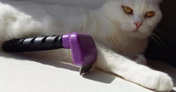 Белая кошка с жёлтыми глазами и фиолетовый фурминатор