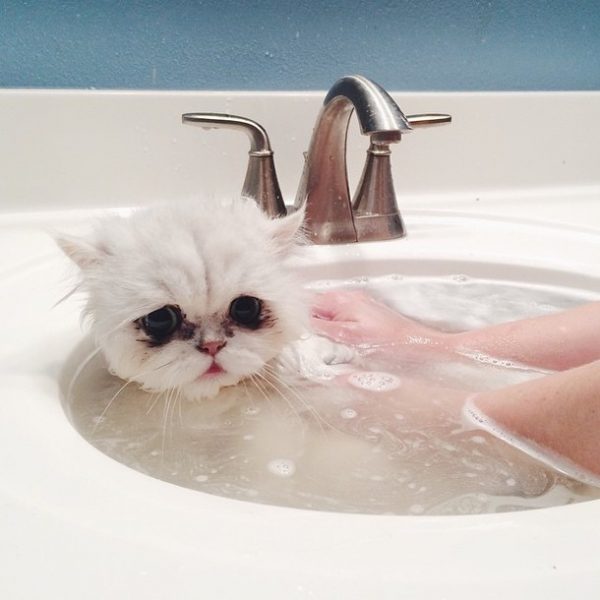 белый кот в раковине с водой