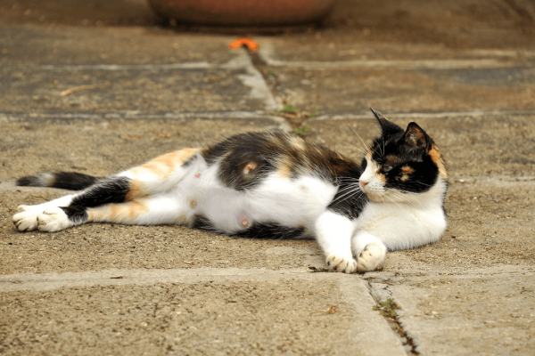 Беременная кошка на улице