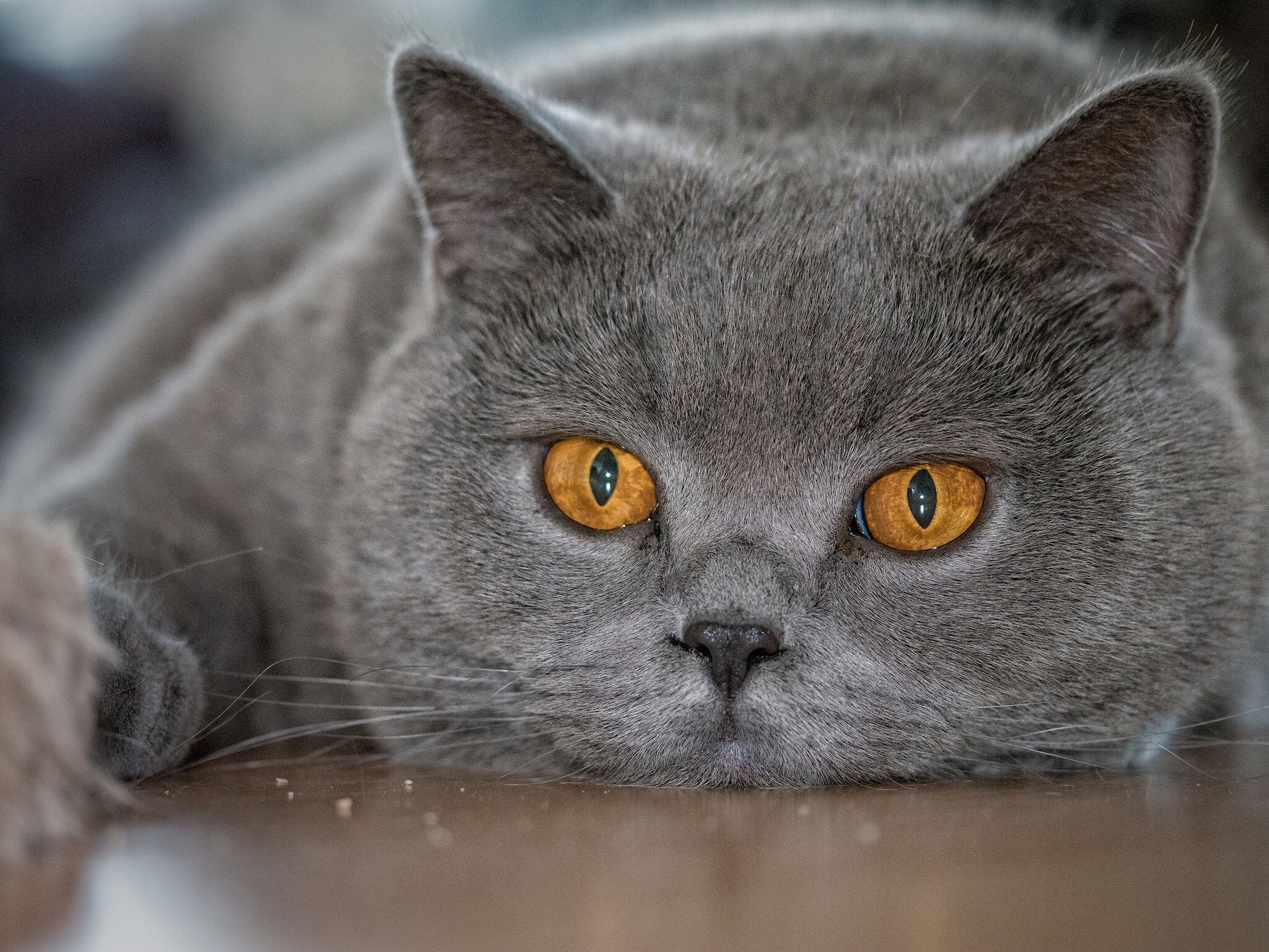 Кот. Британский короткошерстный кот серый. Британская кошка короткошерстная серая. Картезианская кошка британец серая. Британская голубая кошка.