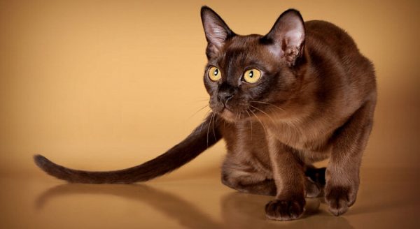 бурманская кошка