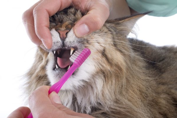 Человек чистит зубы кошке
