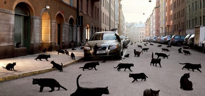 чёрный кот переходит дорогу