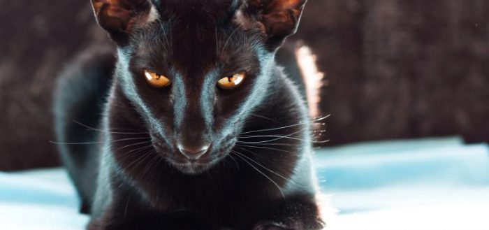чёрный ориентальный кот с огненными глазами