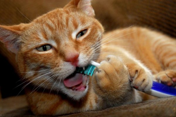 кот грызёт зубную щётку