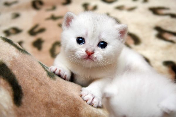 Белый котёнок с синими глазами