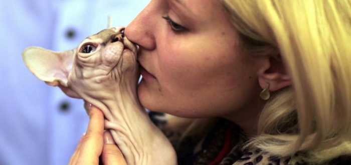 Девушка целует кота породы сфинкс