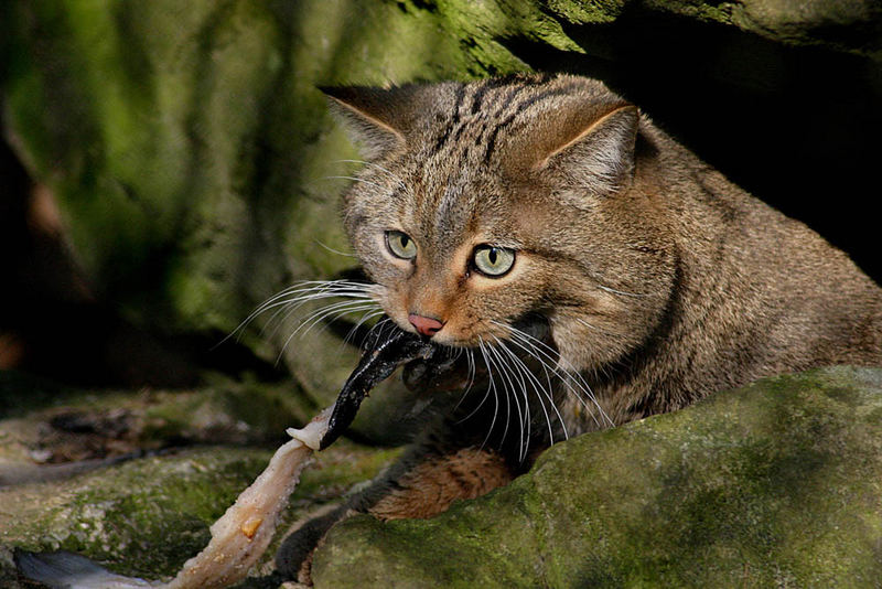 Дикие кошки котов. Европейский дикий Лесной кот. Европейская Дикая Лесная кошка. Европейский Лесной кот камышовый. Кавказский дикий Лесной кот.