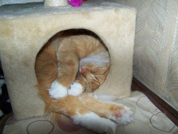 Дом для кошки не по размеру