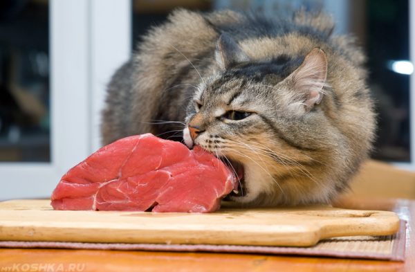 кот ест кусок мяса