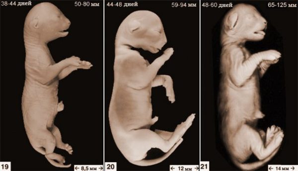 Эмбрионы котят на поздних сроках развития