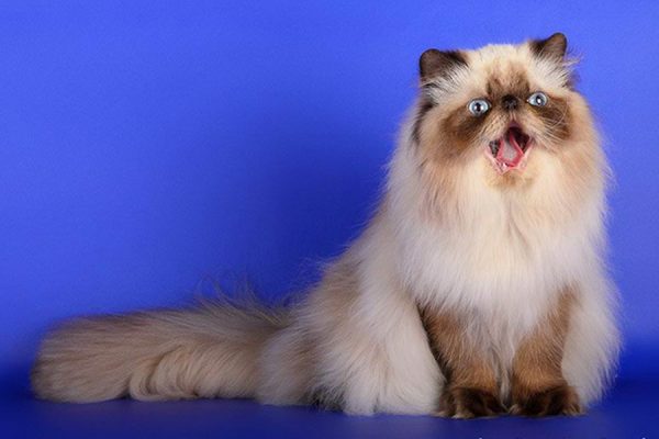 гималайская кошка с открытым ртом