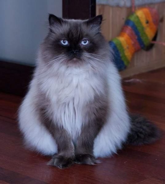 гималайская кошка с ярко-голубыми глазами