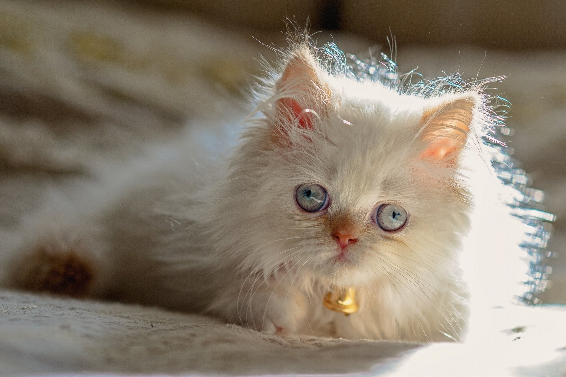 Очаровательная киска. Гималайская кошка белая. Красная Персидская кошка. Пушистые котята. Красивые котята.