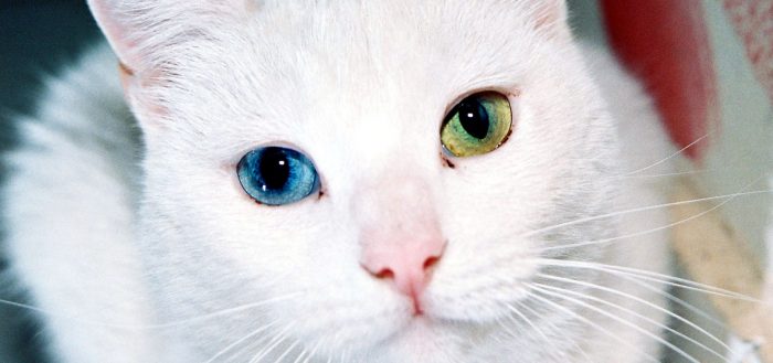 Как видят кошки: различают ли цвета, хорошо ли ориентируются в темноте и другие аспекты