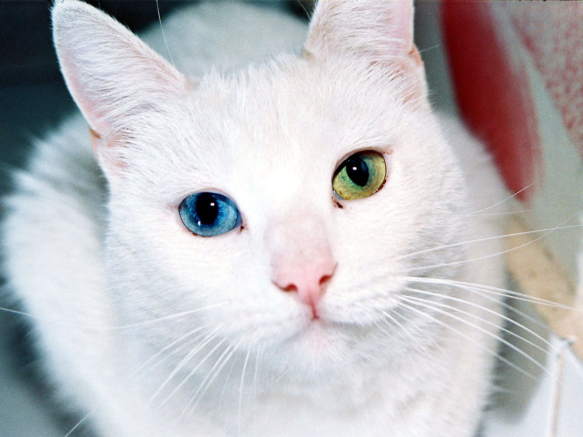 Окружающий мир глазами кошки: особенности кошачьего зрения