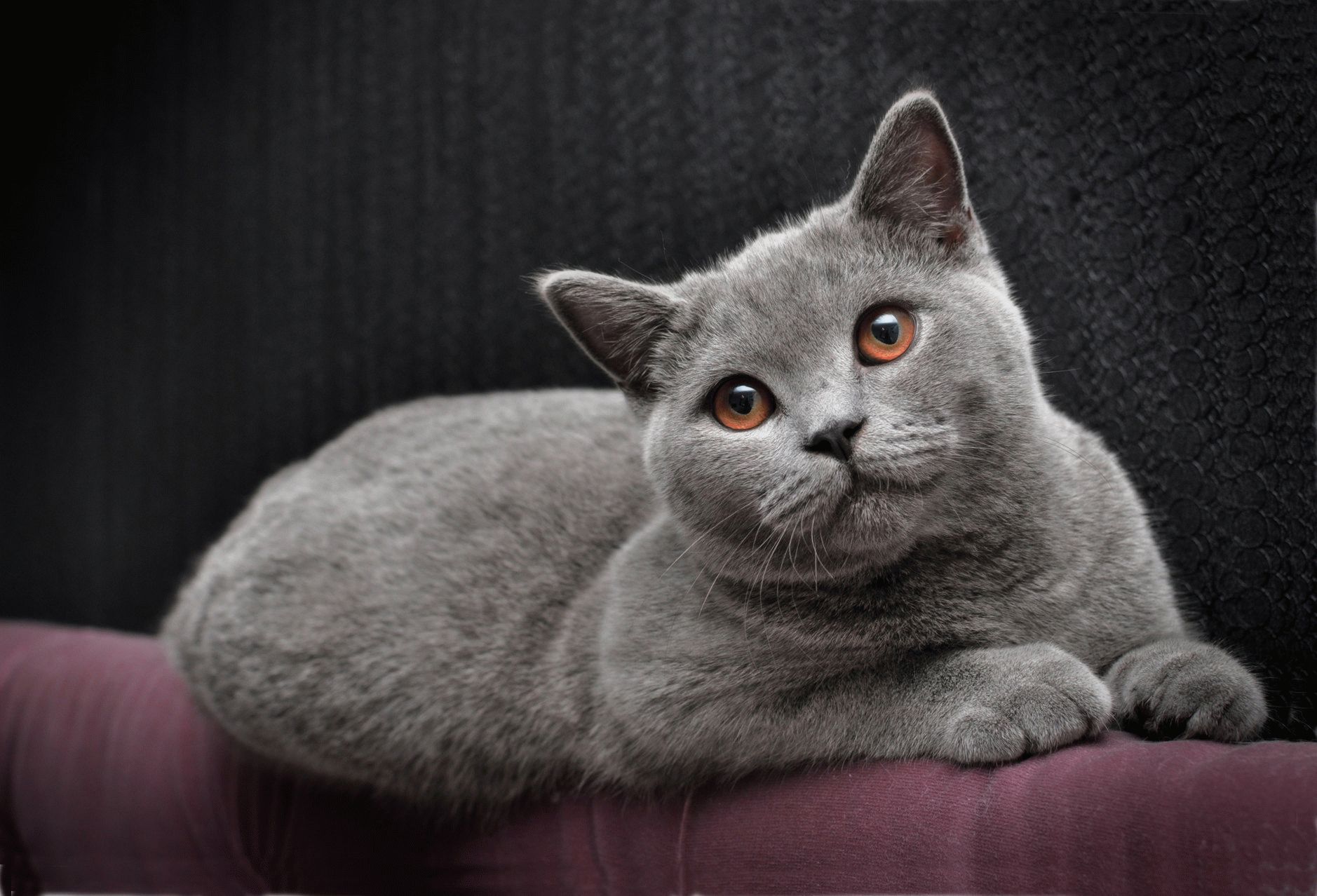 Фотографии породы британских кошек. Порода кошек британец. Британский короткошерстный кот. Британская короткошёрстная кошка голубая. Британский короткошерстный кот серый.