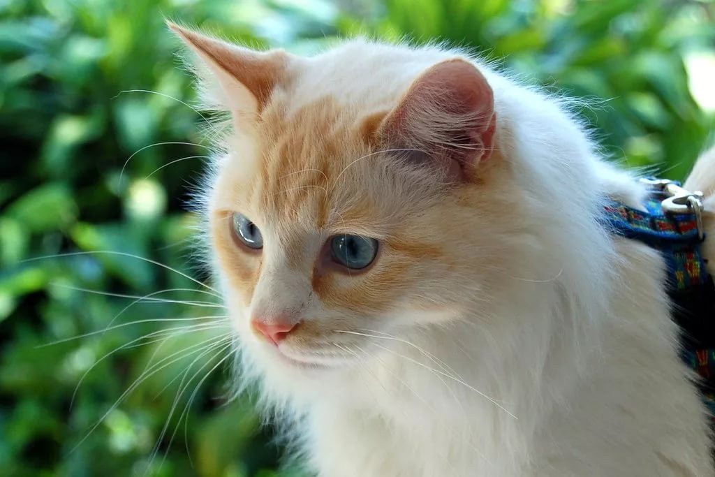 Ван кошки фото. Турецкий Ван. Турецкий Ван кот. Ванская порода кошек. Ван (турецкая кошка Ван).