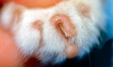 грибковое поражение кошачьего когтя с отёком кожи и покраснением зоны роста