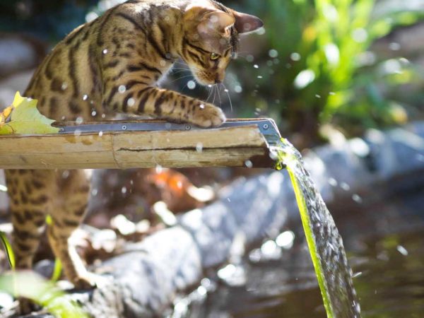 Бенгальская кошка наблюдает за струёй воды