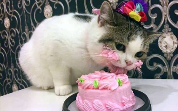 Кот ест пирожное