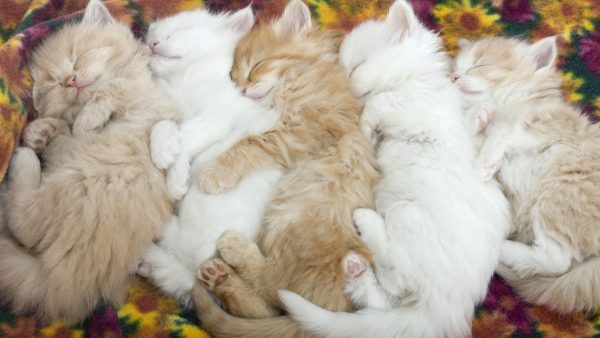 Котята спят