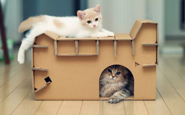кошки в домике из коробки