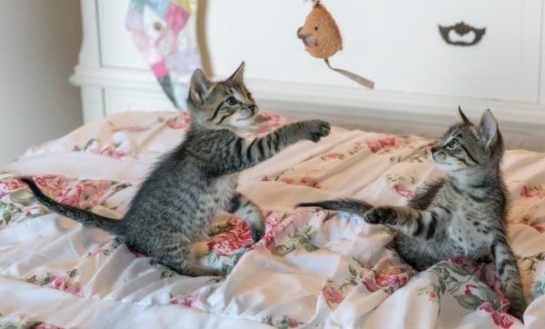 Котята играют с игрушечной мышкой