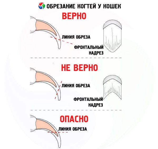 Схема обрезания когтей