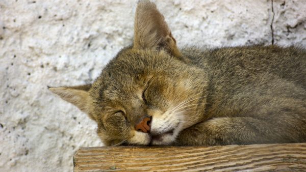 Камышовый кот спит