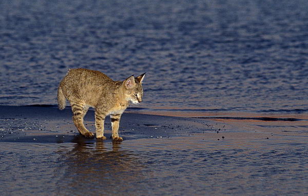 Камышовый кот в воде