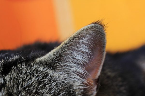 Кошачье ухо