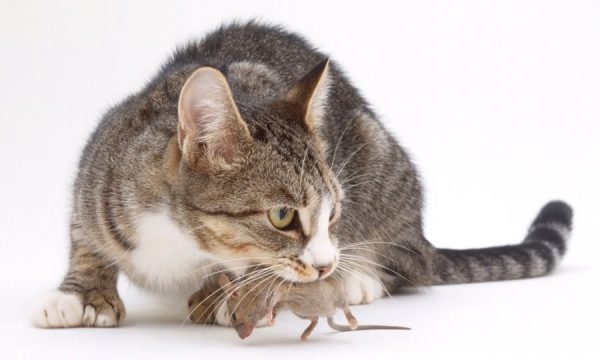 Кошка ест крысу