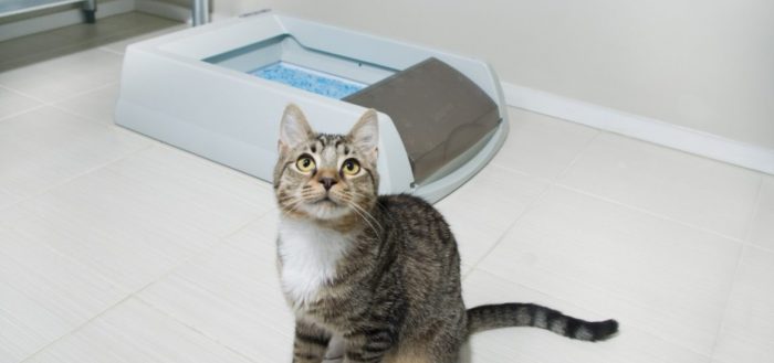 «Фреш Степ» – наполнитель для кошачьего туалета: особенности, состав и отзывы Fresh Step