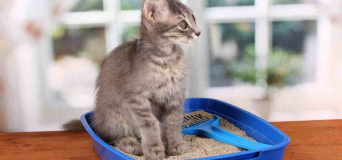 Антигадин для кошек: отзывы, инструкция по применению, противопоказания