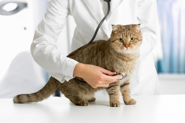 Кошка и врач с фонендоскопом